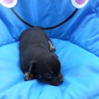Magnifique femelle chihuahua