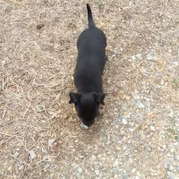 Magnifique chiot femelle chihuahua #1