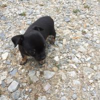 Magnifique chiot femelle chihuahua #2