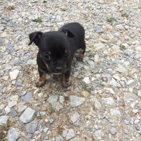 Magnifique femelle chihuahua
