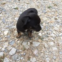 Magnifique chiot femelle chihuahua #5