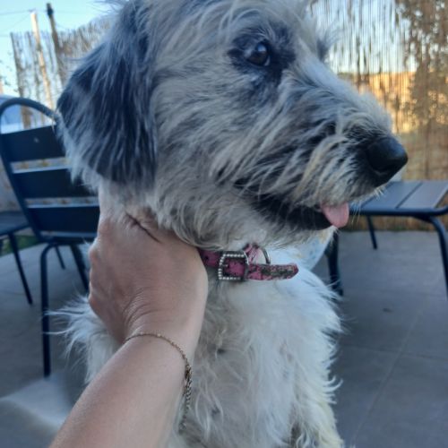 Jeune chienne ×teckel #5