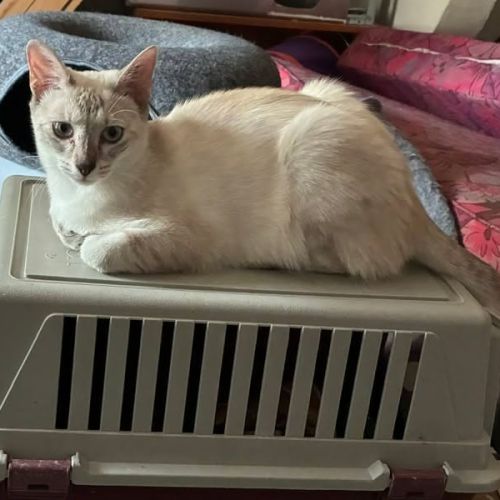 Marjolaine, adorable chaton à l'adoption #2