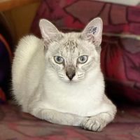 Marjolaine, adorable chaton à l'adoption