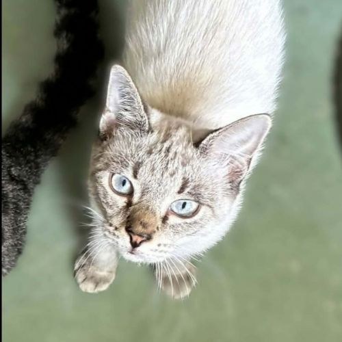 Origan, adorable chaton à l'adoption