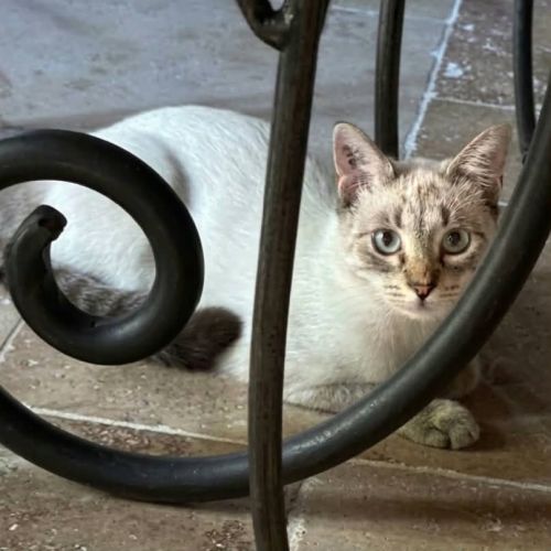 Origan, adorable chaton à l'adoption #3