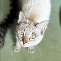 Origan, adorable chaton à l'adoption