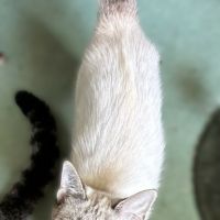 Origan, adorable chaton à l'adoption #2
