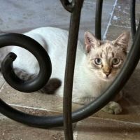 Origan, adorable chaton à l'adoption #3