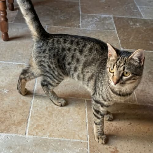 Basilic°, adorable chaton à l'adoption