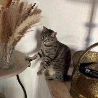 Basilic°, adorable chaton à l'adoption #2