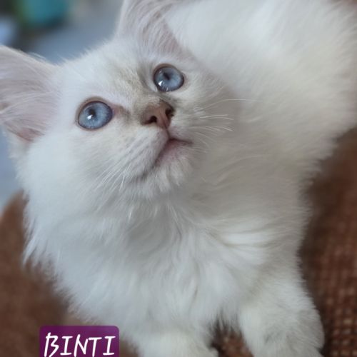 Chatons ragdoll #0