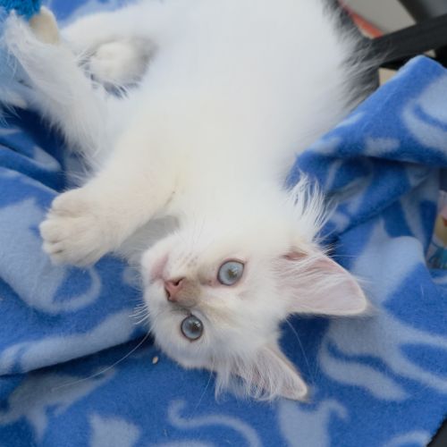 Chatons ragdoll #4
