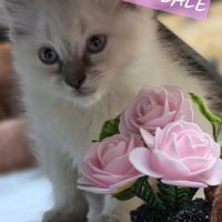Chatons ragdoll #2