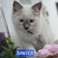 Chatons ragdoll #3
