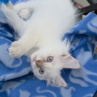 Chatons ragdoll #4