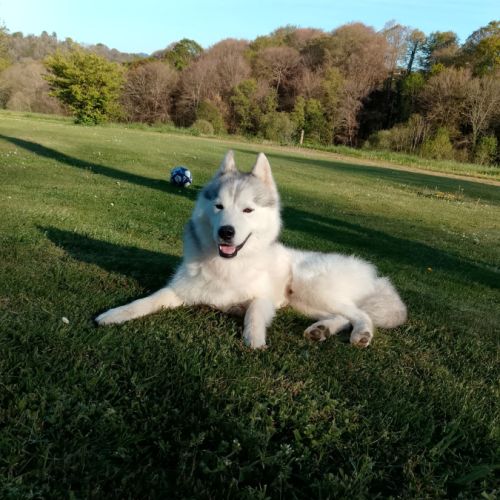 Husky siberien à donner contre bon soin #0