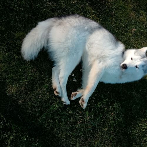 Husky siberien à donner contre bon soin #2