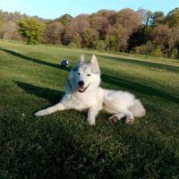 Husky siberien à donner contre bon soin