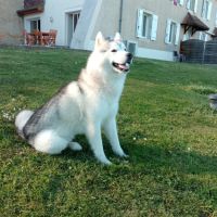 Husky siberien à donner contre bon soin #3