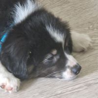 Chiot berger américain miniature