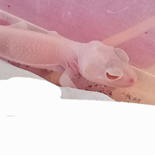Gecko nephrurus levis pilbarensis albinos