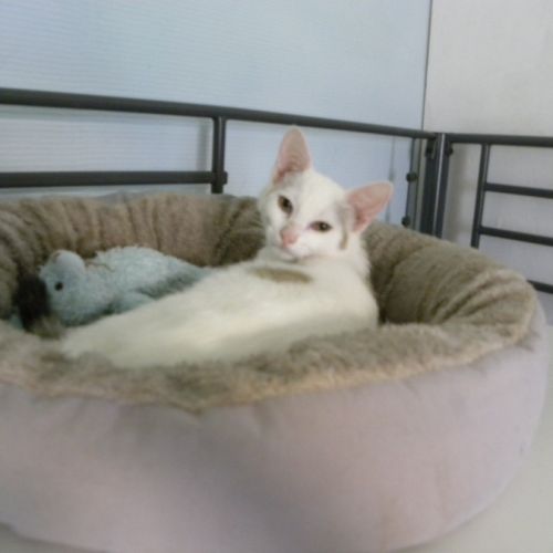 Chaton à l'adoption