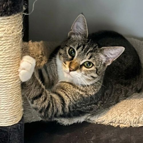 Matcha, adorable chaton à l'adoption #0