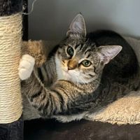 Matcha, adorable chaton à l'adoption