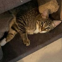 Matcha, adorable chaton à l'adoption #2