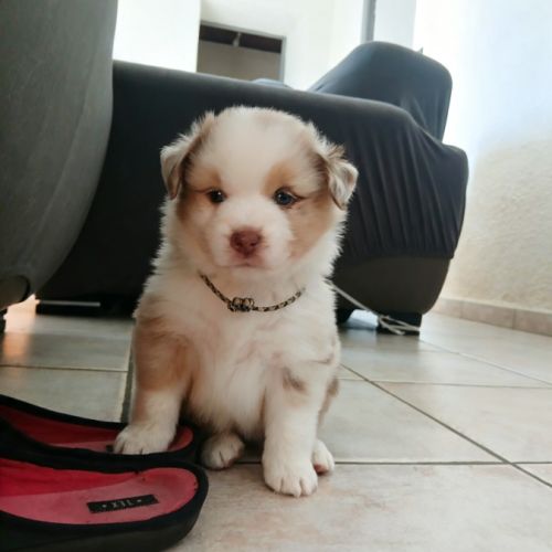 Chiot berger américain miniature #0