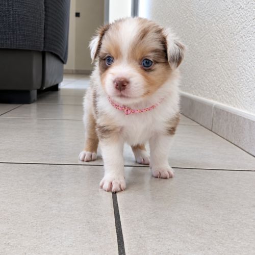 Chiot berger américain miniature #4