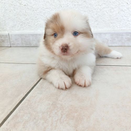 Chiot berger américain miniature #5