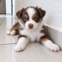 Chiot berger américain miniature #1