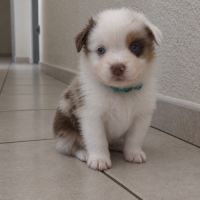 Chiot berger américain miniature #2