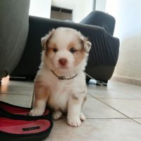 Chiot berger américain miniature