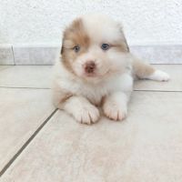 Chiot berger américain miniature #5