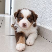 Chiot berger américain miniature #6