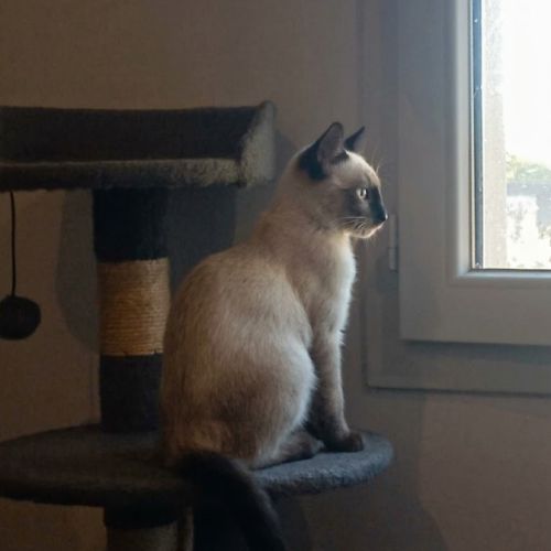 Peabody, chaton siamois à l'adoption #1