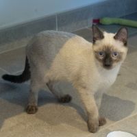 Peabody, chaton siamois à l'adoption