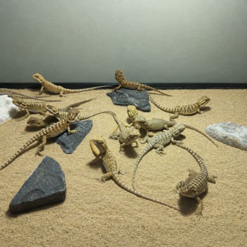 Pogona vitticeps henrylawsoni juvénile