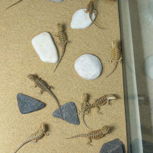 Pogona vitticeps henrylawsoni juvénile #2