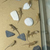 Pogona vitticeps henrylawsoni juvénile #2