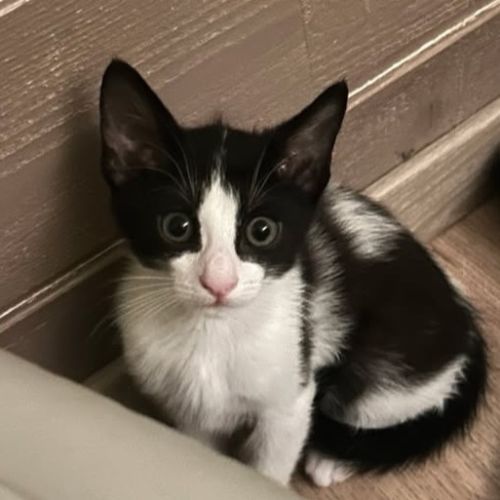 Bounty**, chaton à l'adoption #0