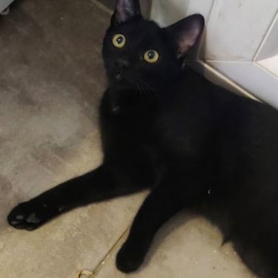Briochette, chaton à l'adoption #2