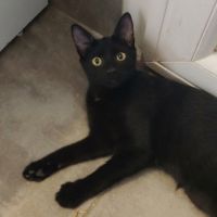 Briochette, chaton à l'adoption