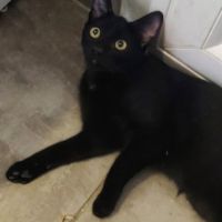 Briochette, chaton à l'adoption #2