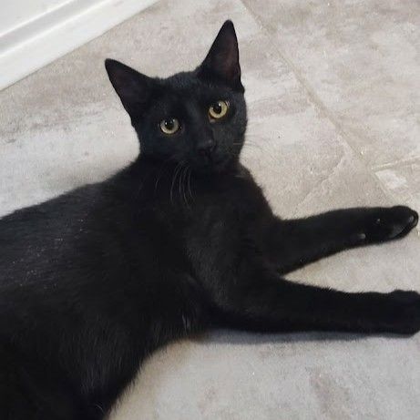 Blizzard, adorable chaton à l'adoption #0
