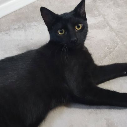 Blizzard, adorable chaton à l'adoption #2
