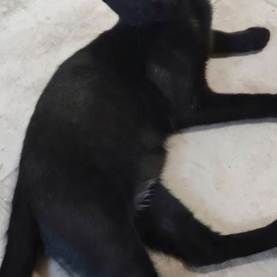 Blizzard, adorable chaton à l'adoption #3